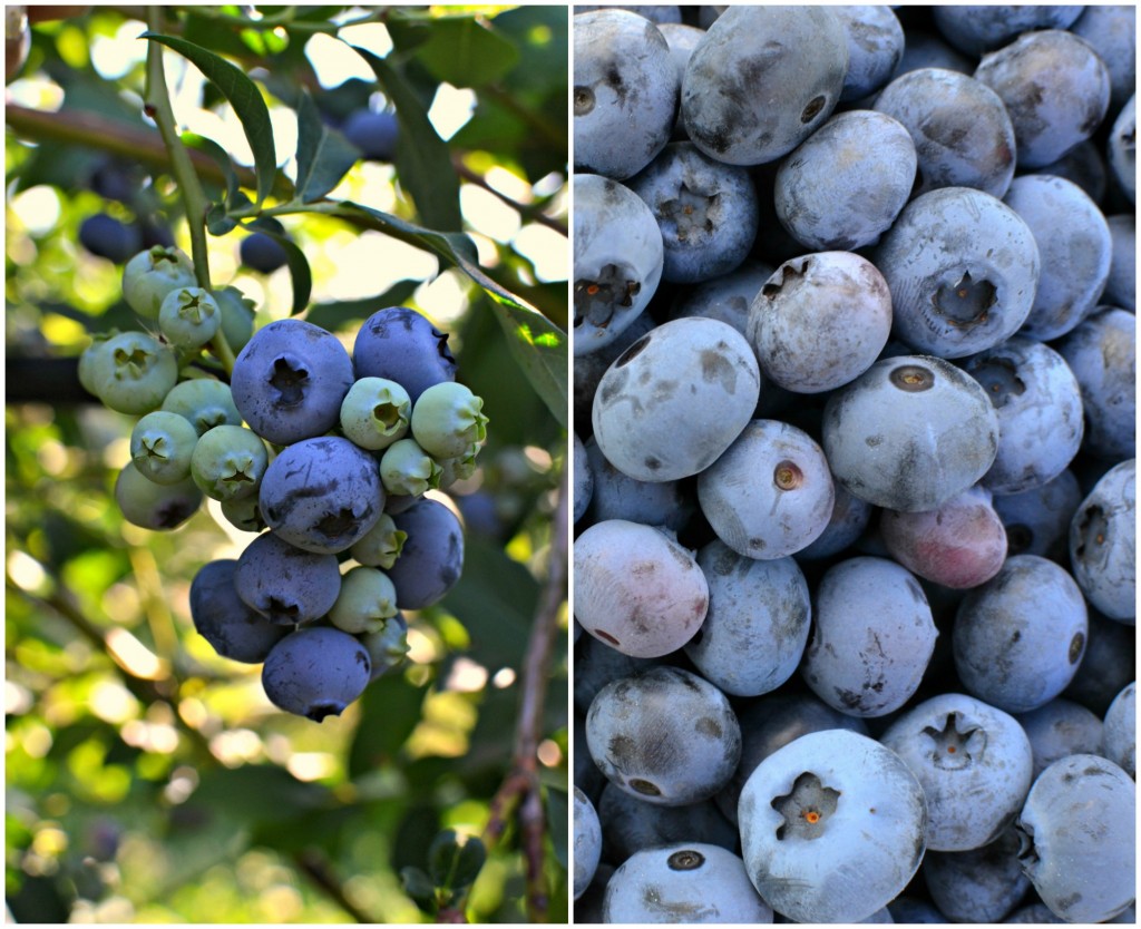 Blueberry Collage