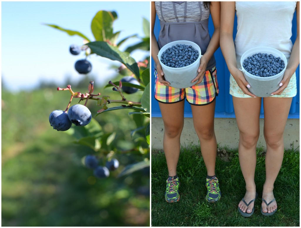 Blueberry Farm Collage